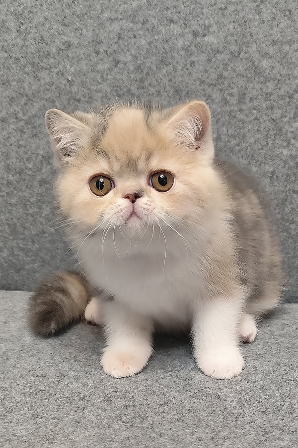 Candy | Exotic Shorthair Kitten
