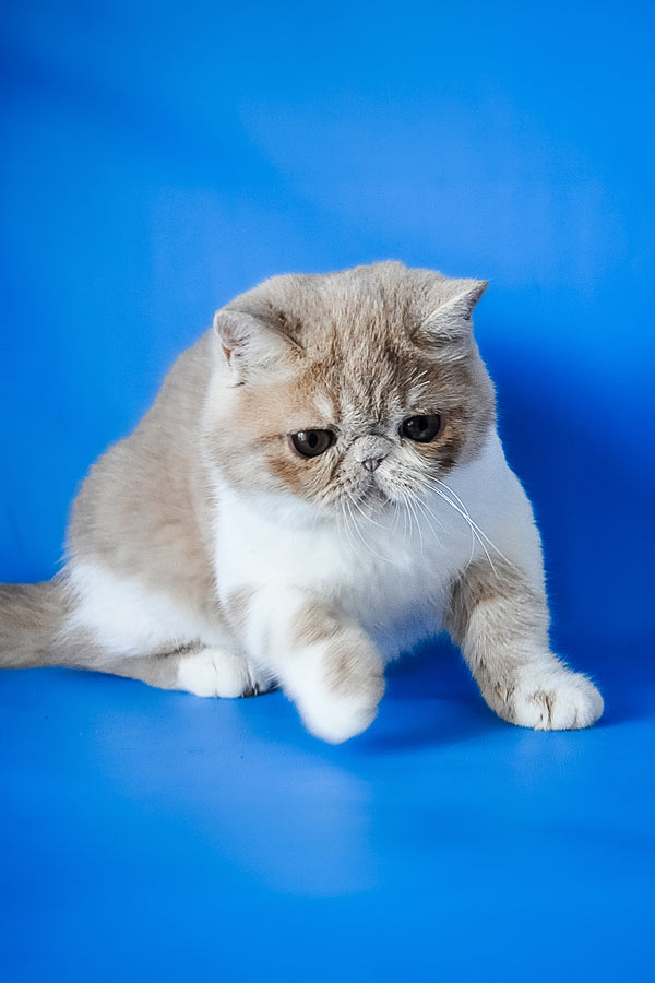 Caramel | Exotic Shorthair Kitten