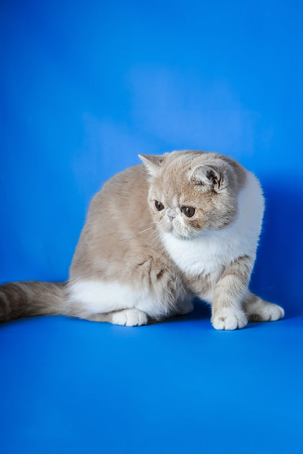 Caramel | Exotic Shorthair Kitten
