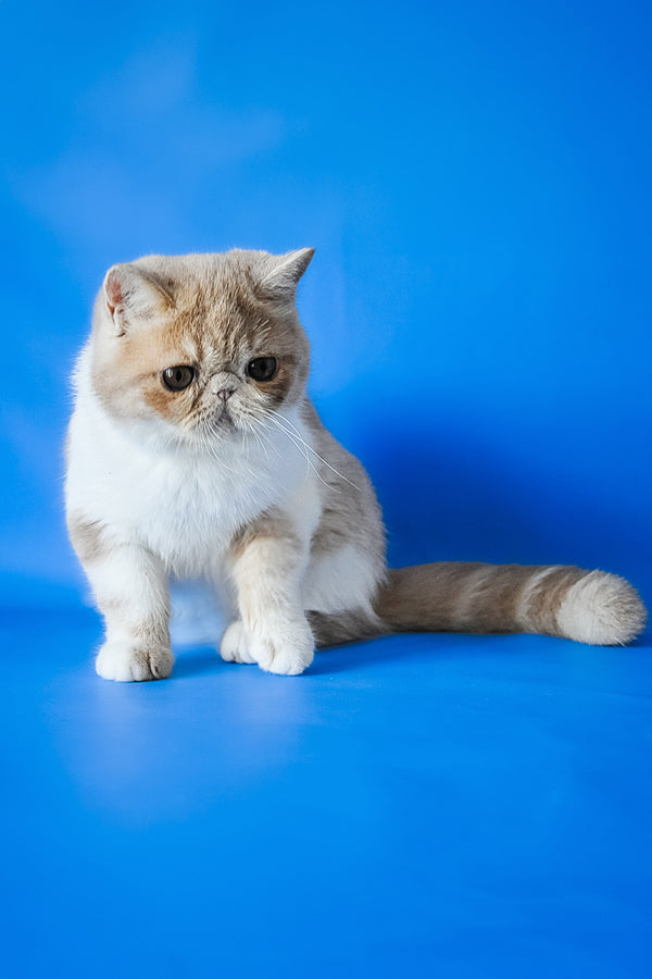 Caramel | Exotic Shorthair Kitten