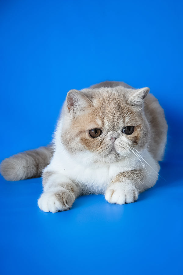 Caramel | Exotic Shorthair Kitten