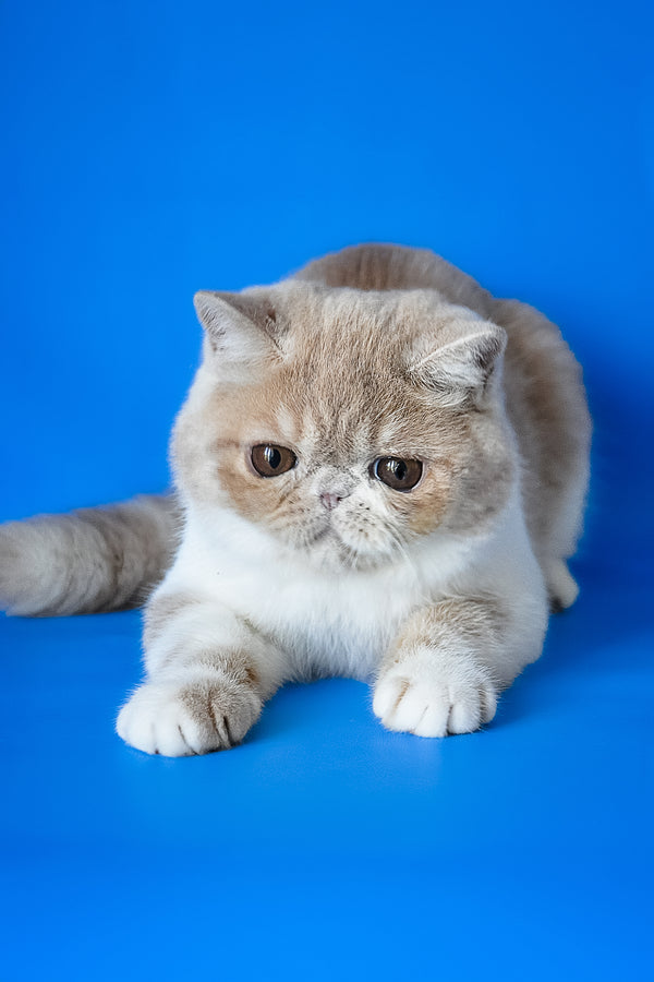 Caramel | Exotic Shorthair Kitten
