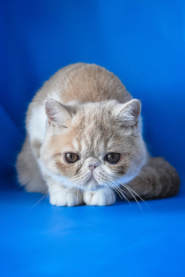 Caramel | Exotic Shorthair Kitten