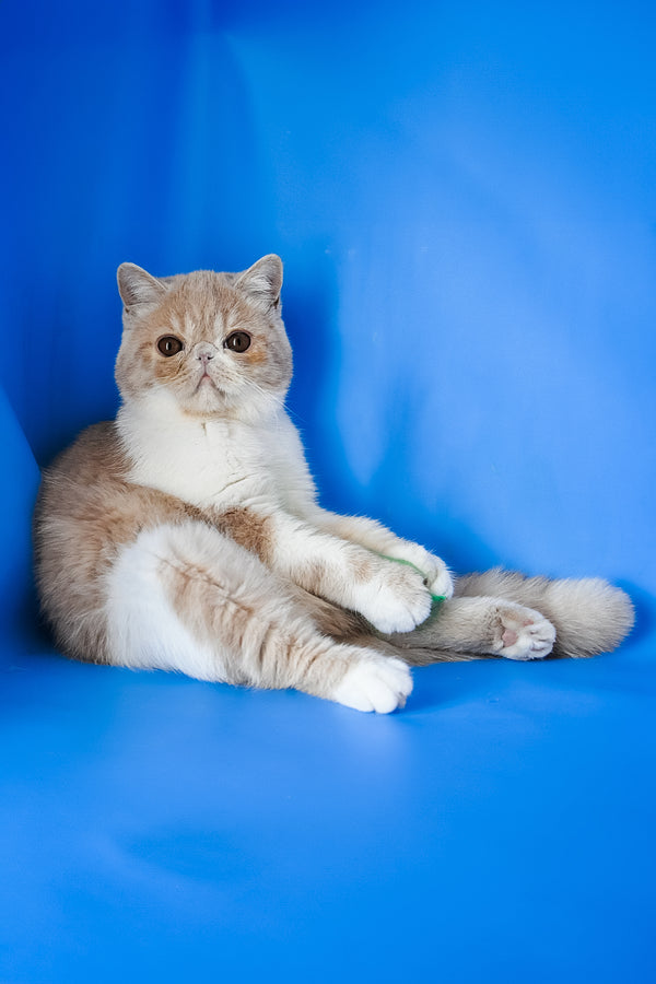 Caramel | Exotic Shorthair Kitten