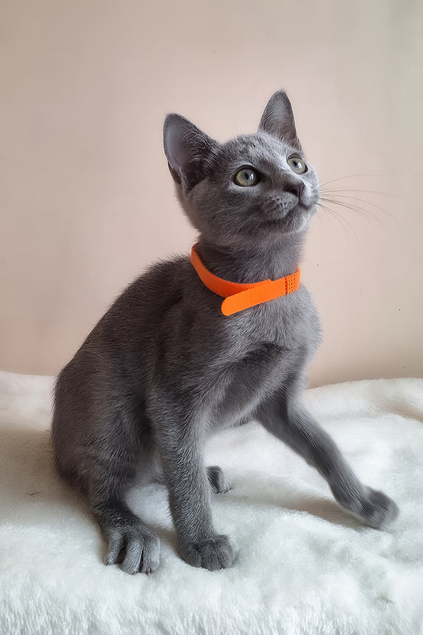 Carolina | Russian Blue Kitten