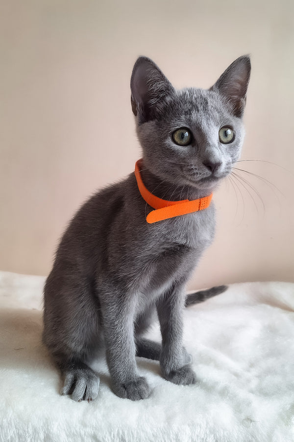 Carolina | Russian Blue Kitten
