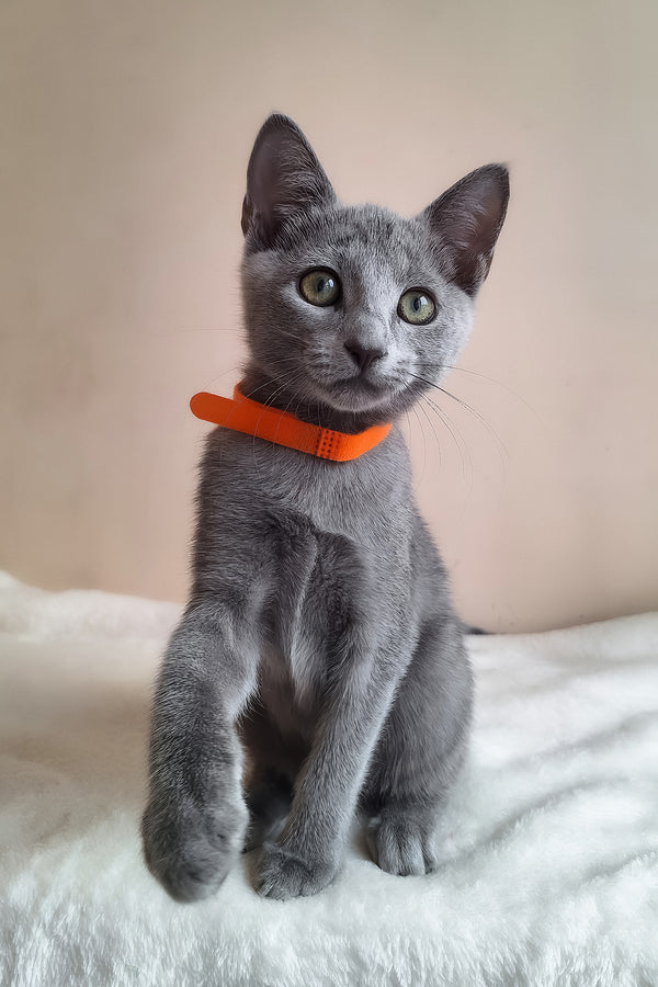 Carolina | Russian Blue Kitten