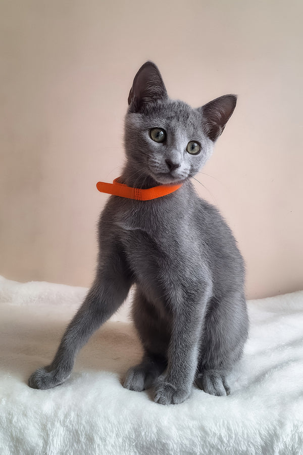 Carolina | Russian Blue Kitten