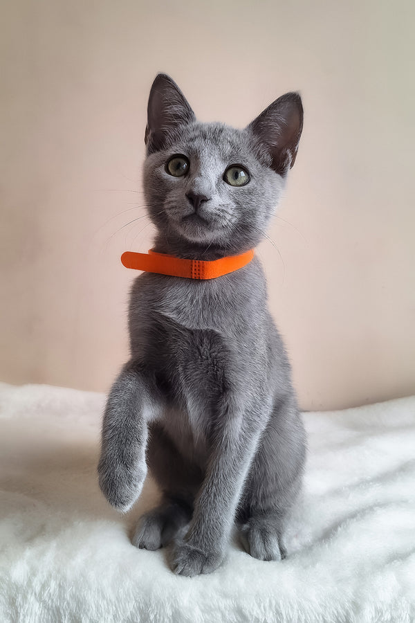 Carolina | Russian Blue Kitten