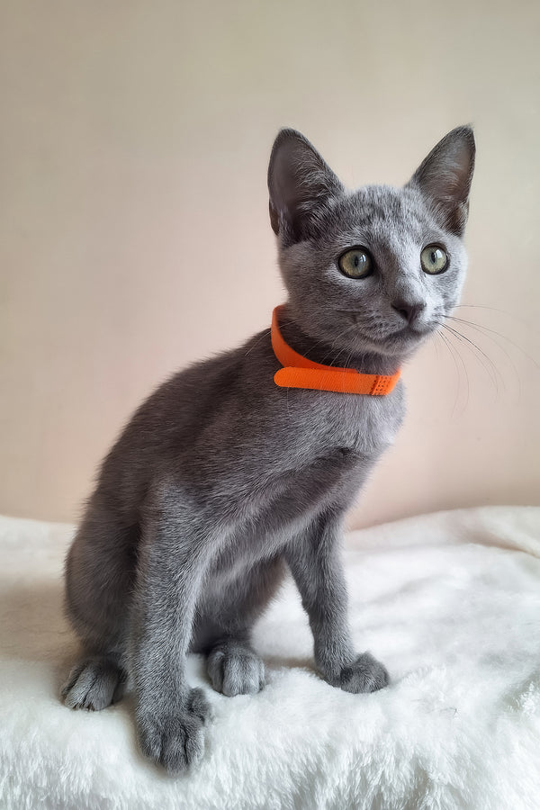 Carolina | Russian Blue Kitten