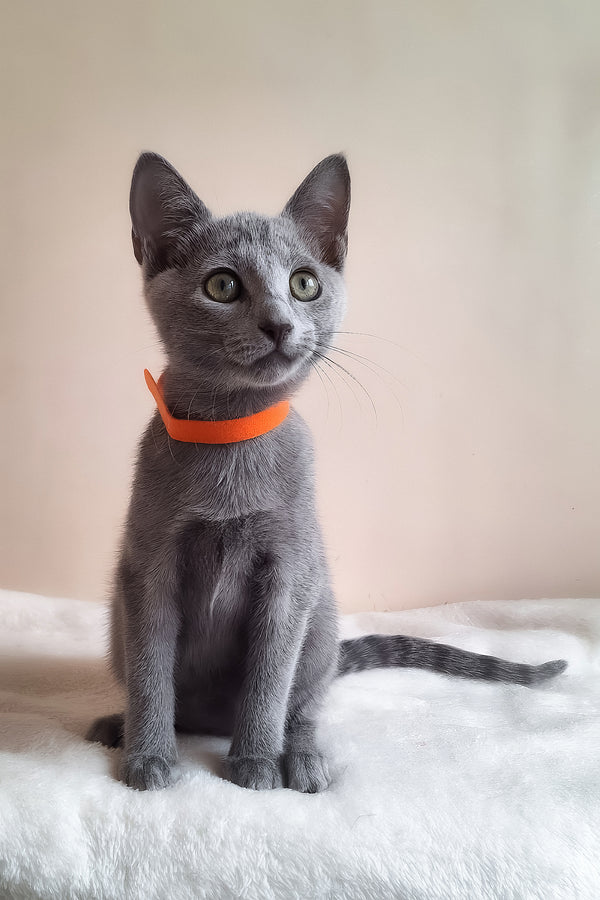 Carolina | Russian Blue Kitten