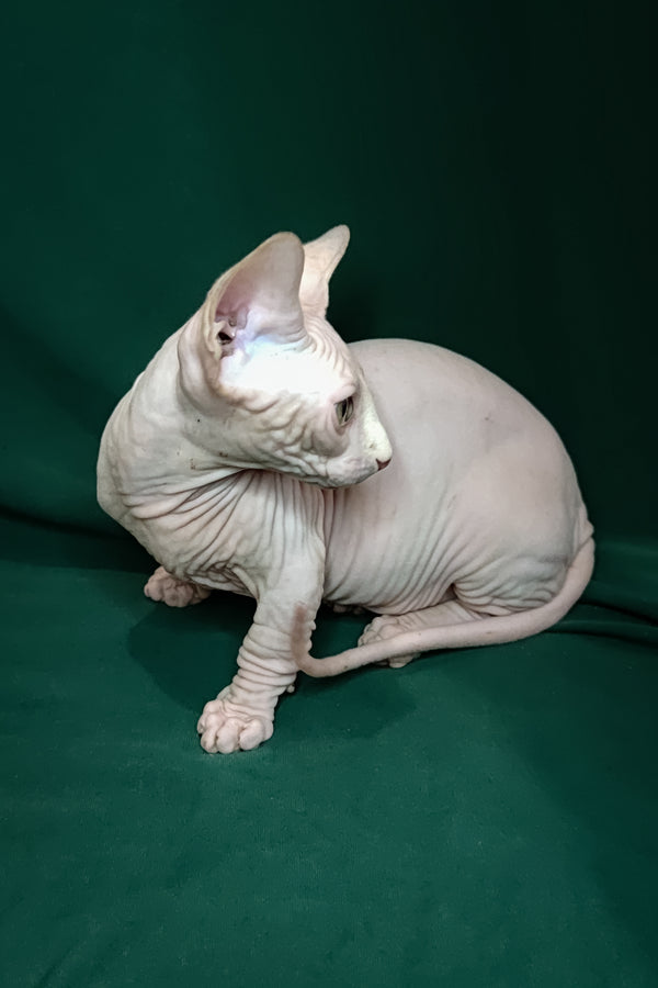 Cashew | Bambino Kitten