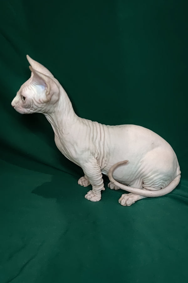 Cashew | Bambino Kitten