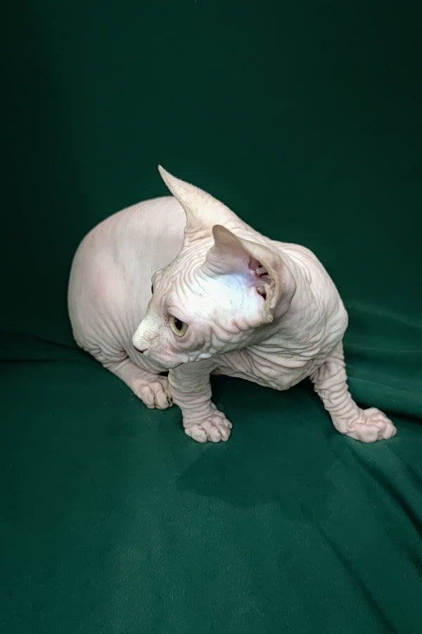 Cashew | Bambino Kitten