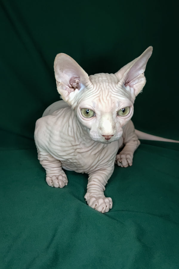 Cashew | Bambino Kitten