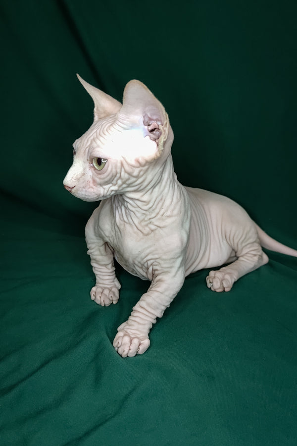 Cashew | Bambino Kitten