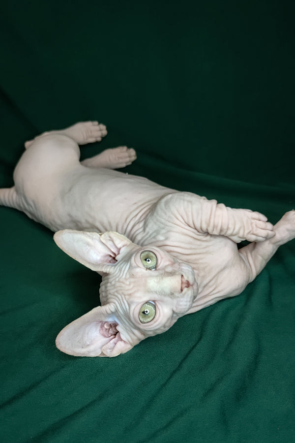 Cashew | Bambino Kitten