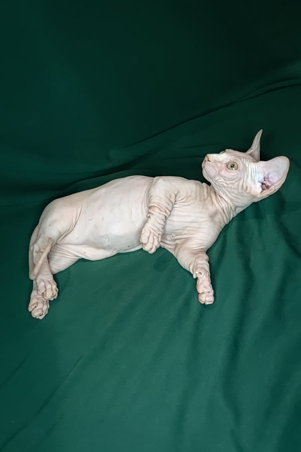 Cashew | Bambino Kitten