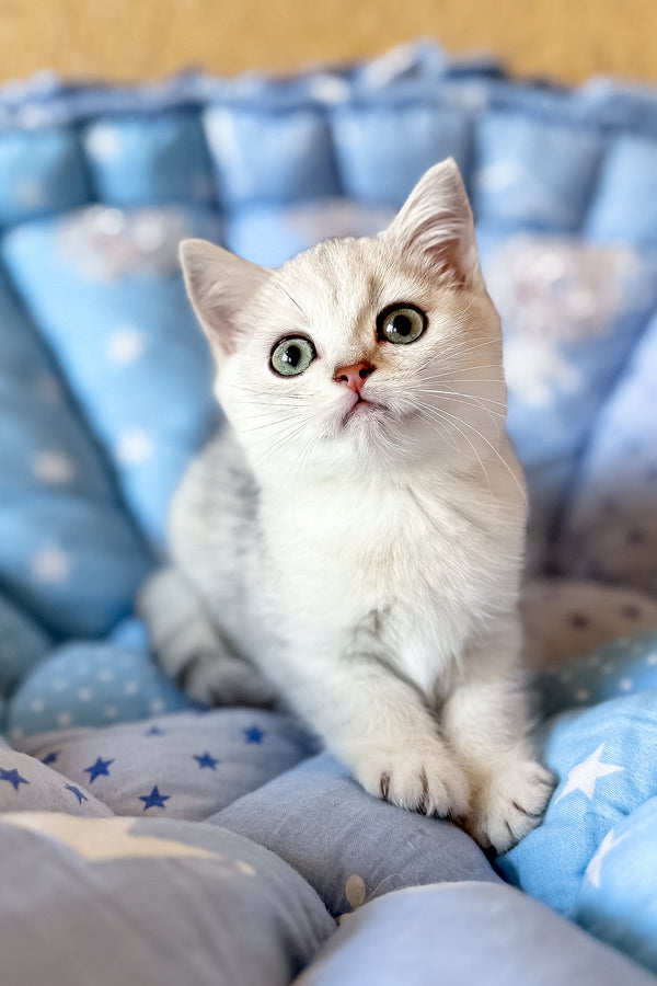 Casper | British Shorthair Kitten