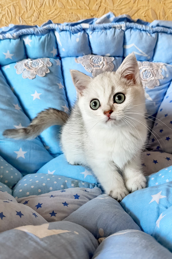 Casper | British Shorthair Kitten