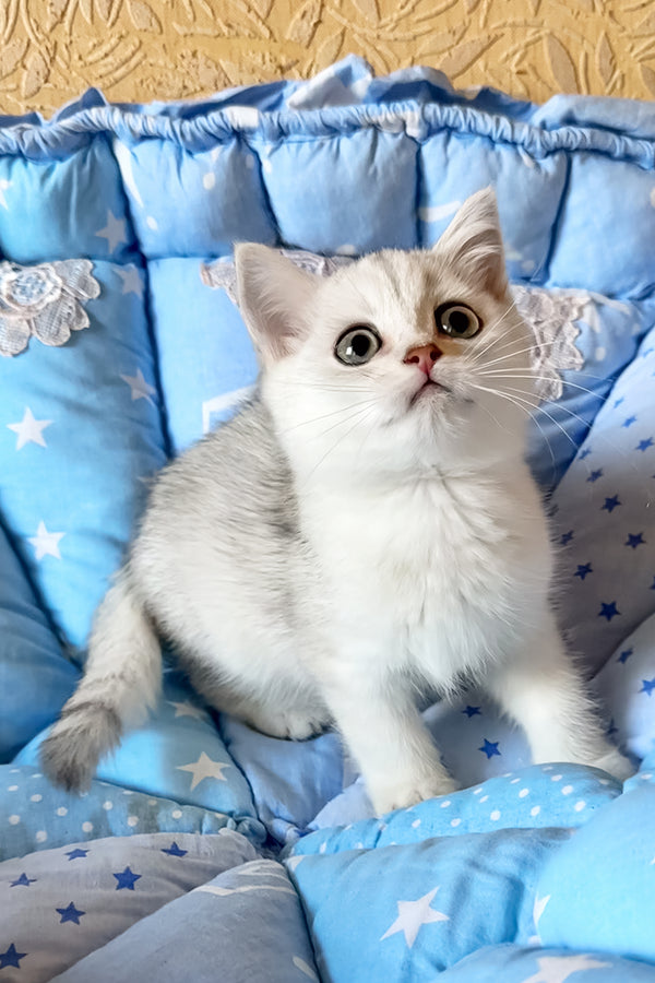 Casper | British Shorthair Kitten