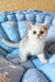 Casper | British Shorthair Kitten