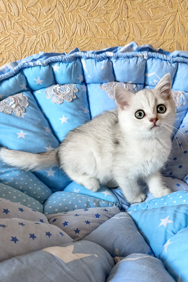 Casper | British Shorthair Kitten