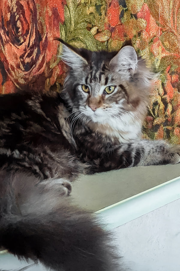 Cassiopeia | Maine Coon Kitten