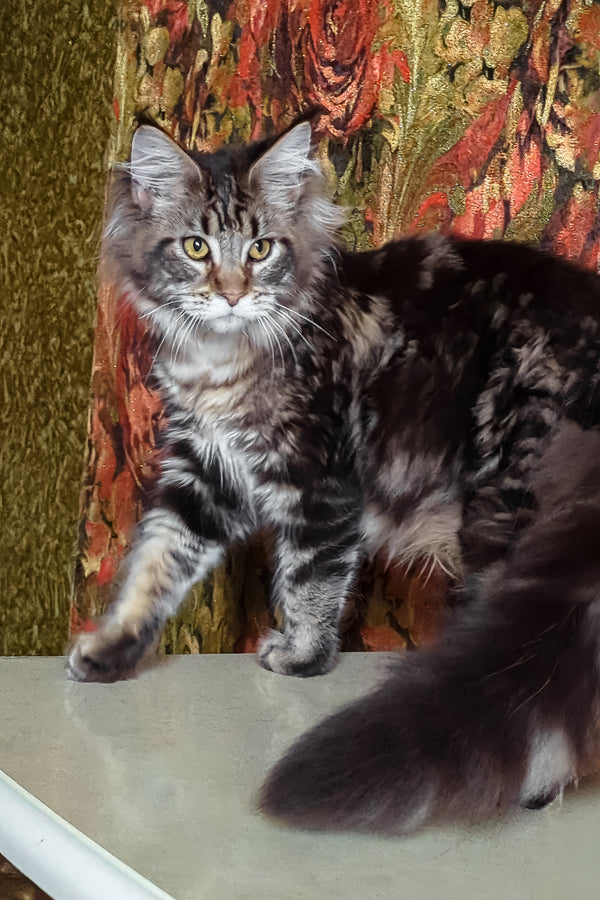 Cassiopeia | Maine Coon Kitten