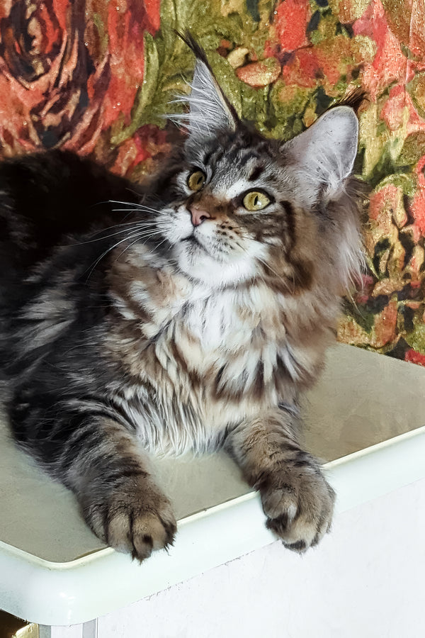 Cassiopeia | Maine Coon Kitten