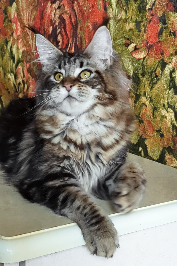 Cassiopeia | Maine Coon Kitten