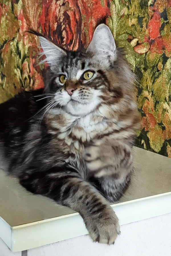 Cassiopeia | Maine Coon Kitten