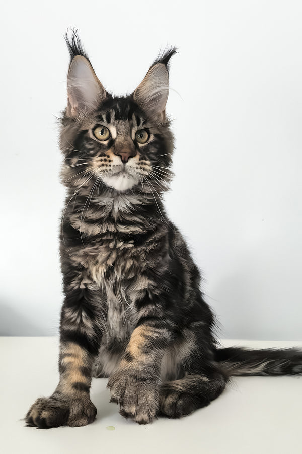 Ceasar | Polydactyl Maine Coon Kitten
