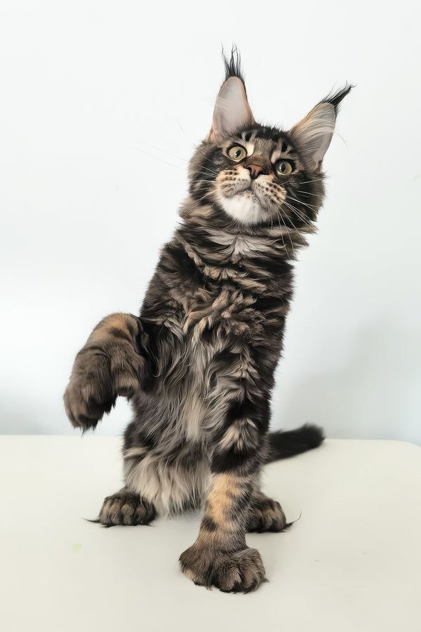Ceasar | Polydactyl Maine Coon Kitten