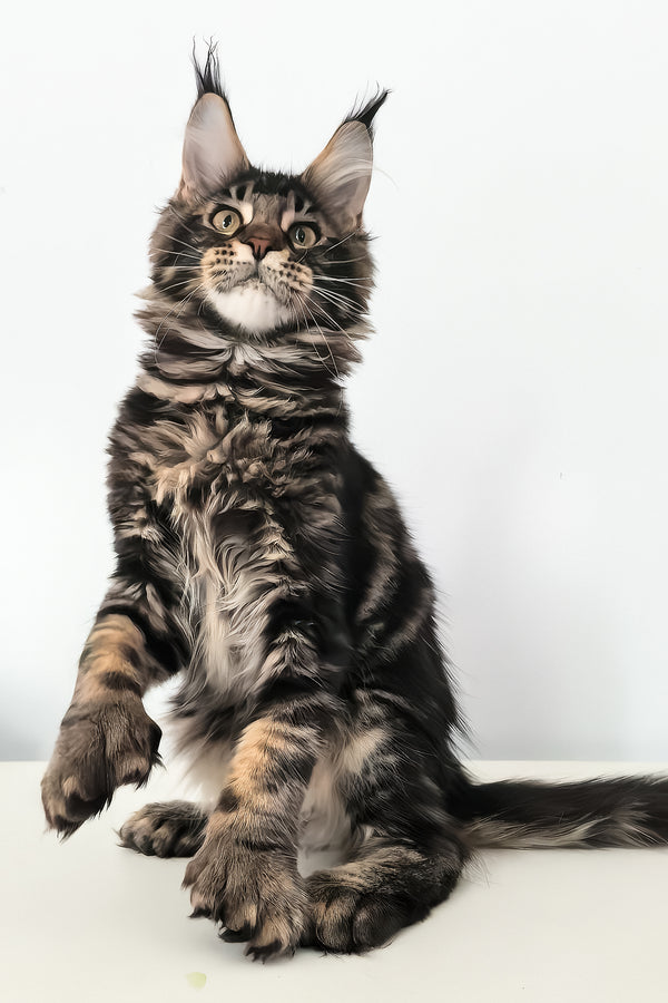 Ceasar | Polydactyl Maine Coon Kitten