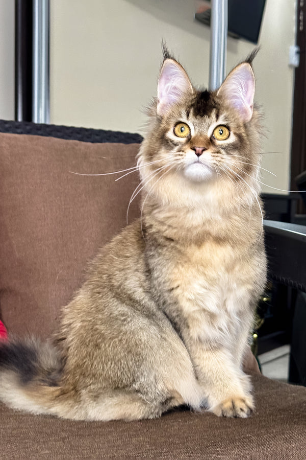 Celine | Golden Maine Coon Kitten