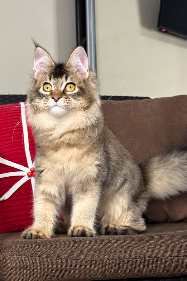 Celine | Golden Maine Coon Kitten