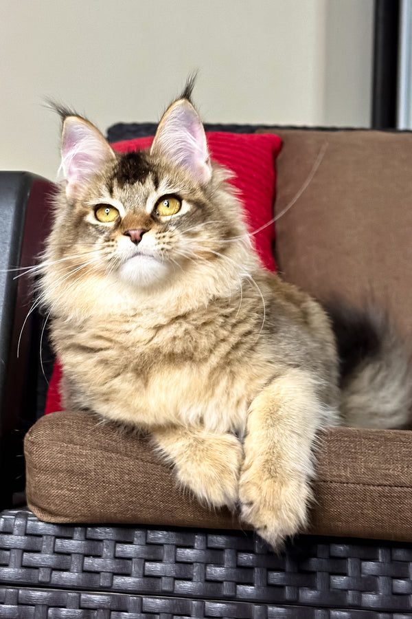 Celine | Golden Maine Coon Kitten