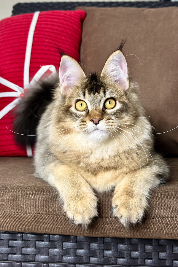 Celine | Golden Maine Coon Kitten