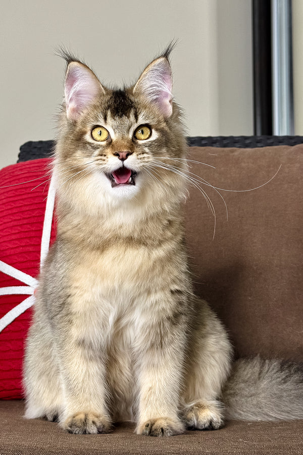 Celine | Golden Maine Coon Kitten