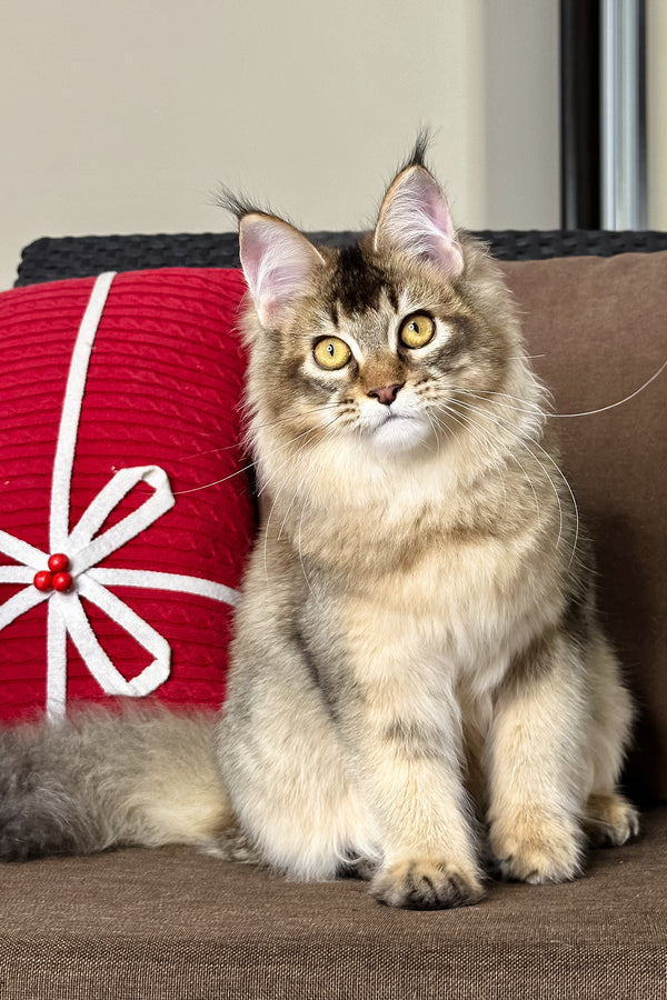 Celine | Golden Maine Coon Kitten