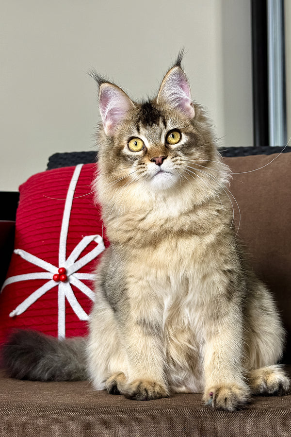 Celine | Golden Maine Coon Kitten