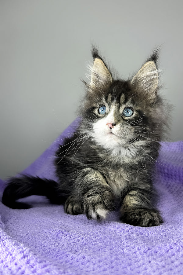 Celine | Maine Coon Kitten