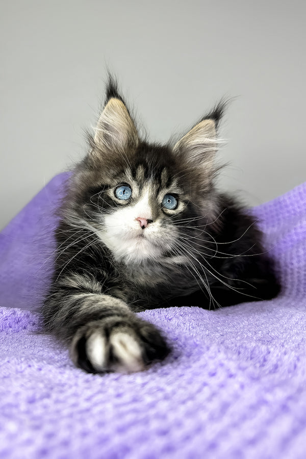 Celine | Maine Coon Kitten