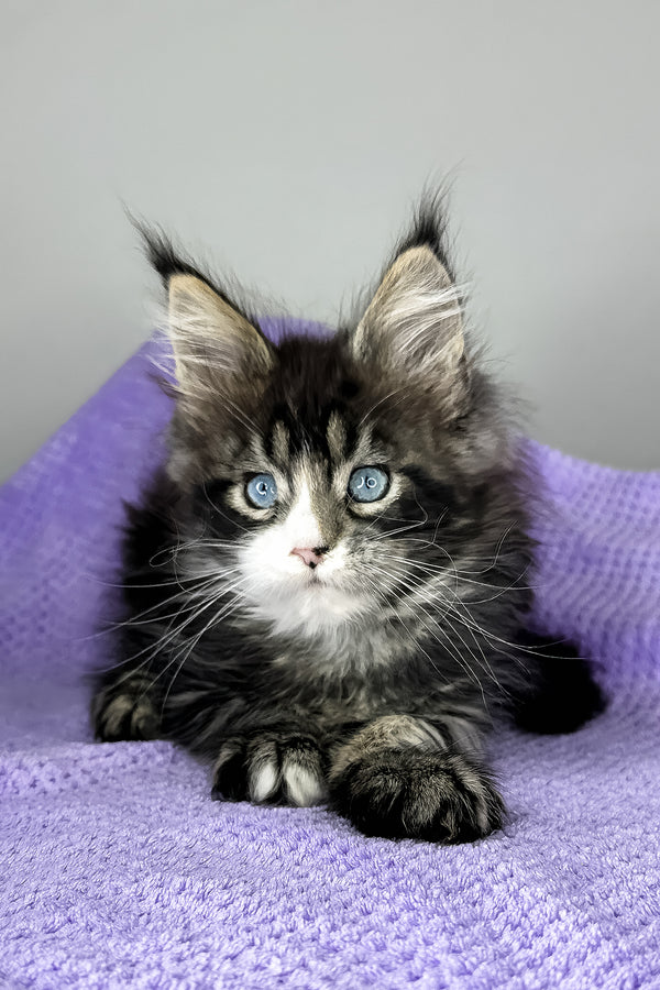 Celine | Maine Coon Kitten