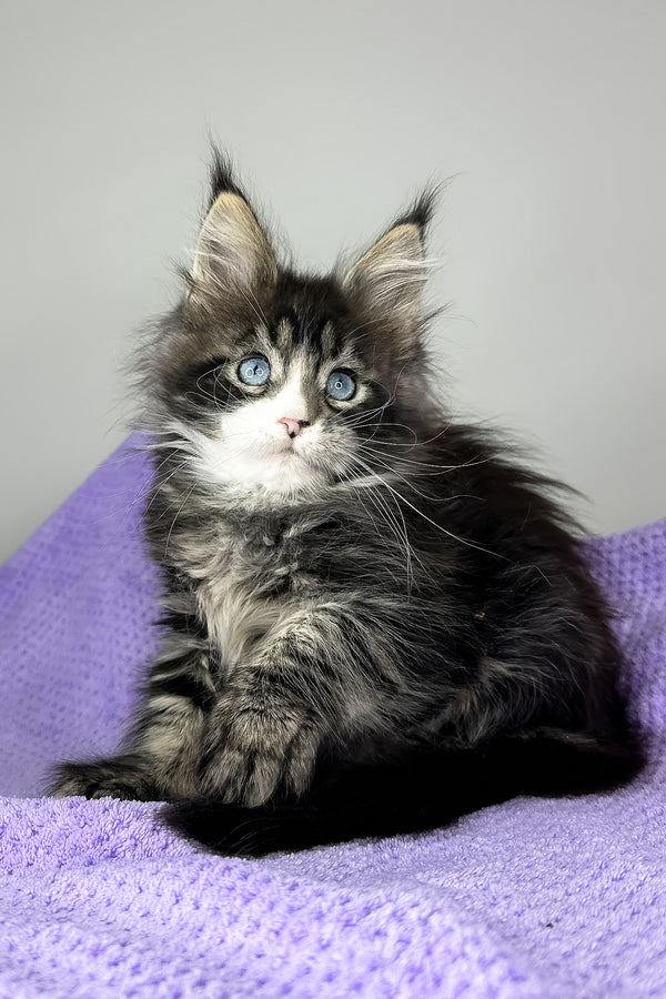 Celine | Maine Coon Kitten