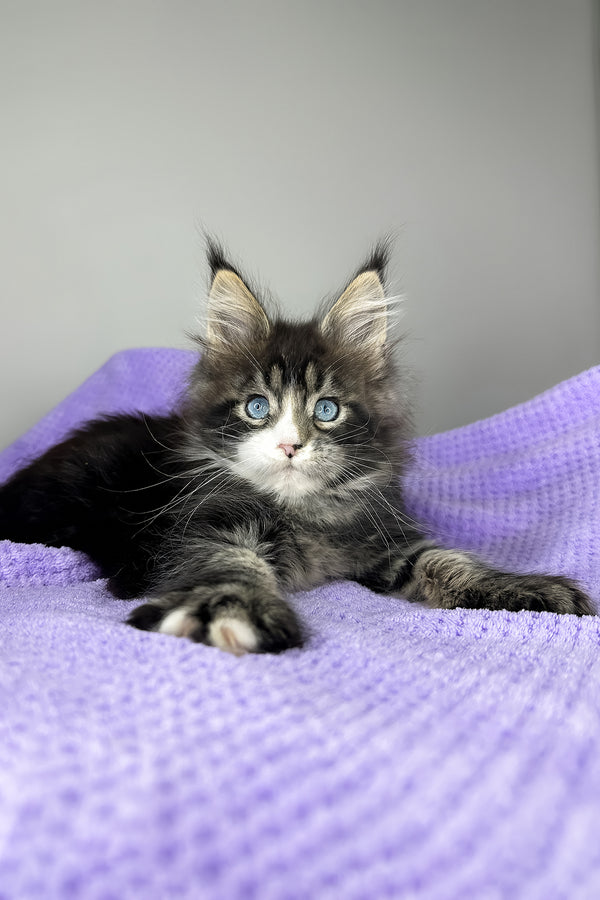 Celine | Maine Coon Kitten
