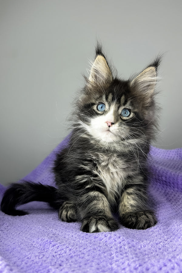 Celine | Maine Coon Kitten