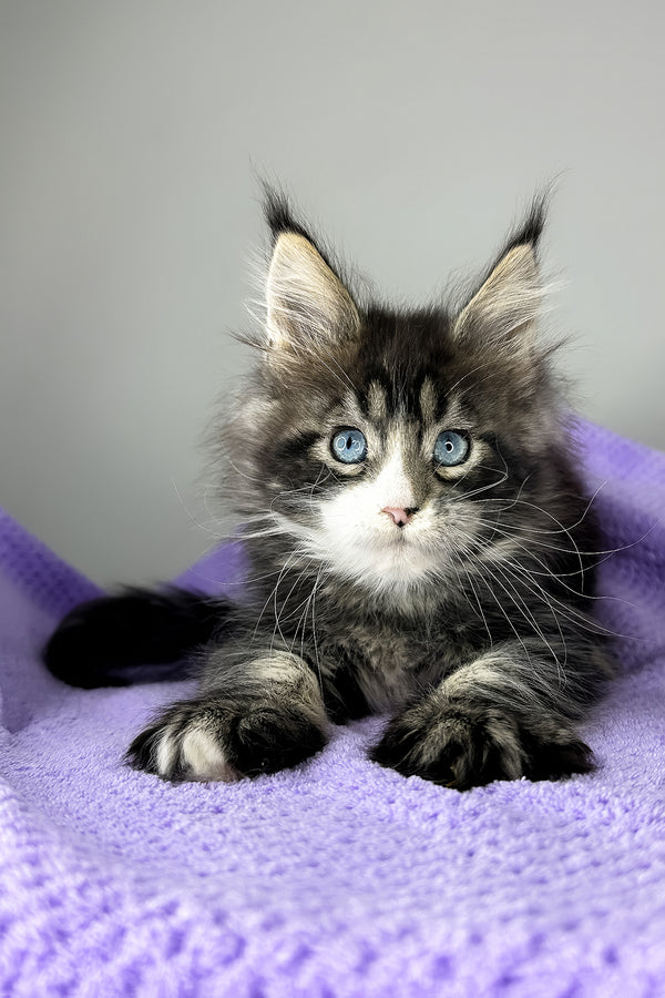 Celine | Maine Coon Kitten