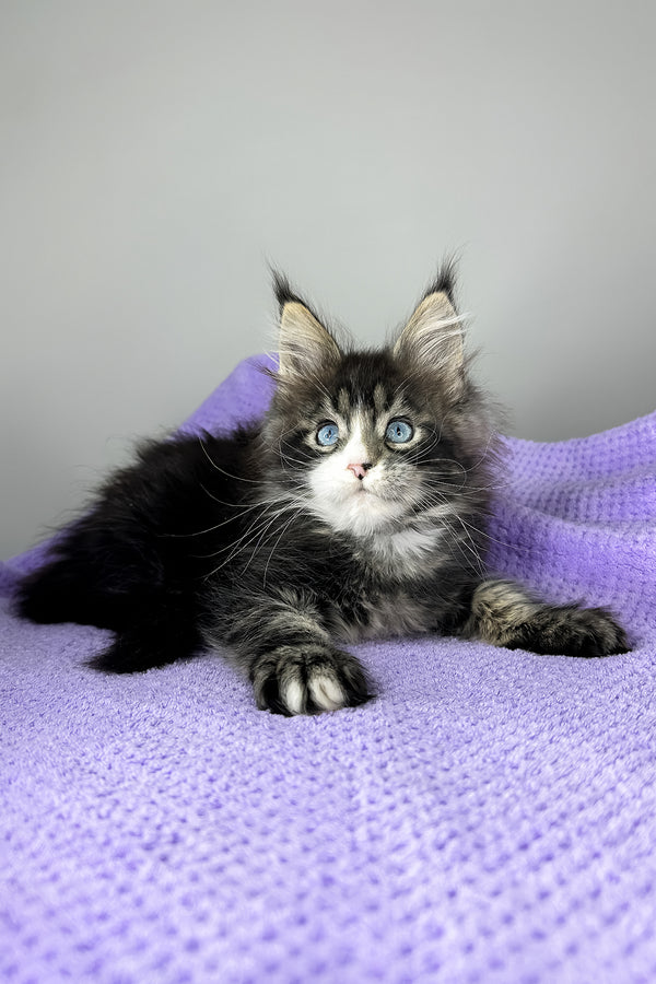 Celine | Maine Coon Kitten